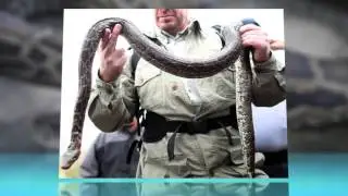 Florida Starts Python-Hunting Contest, Risks Lives