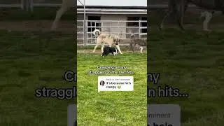 Dex&rsquo;s epic creep brings the goats to the barn and bewilders Judge😂 #bordercollie #herding