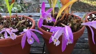 Pleione praecox blooms