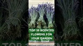 Top 10 Most Fragrant Flowers for Your Garden 🌸💐 #gardeningtips #garden