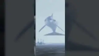 The Soviet Union&rsquo;s Secret Dolphin Soldiers