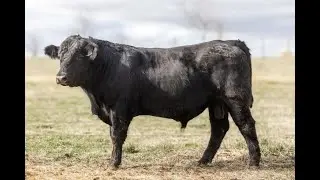 Lot 45 - Alloura Talk Back T255