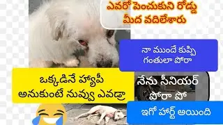 బొమ్మ అంత అందంగా లేనని వాడిని తెచ్చుకున్నారు అలిగి పడుకున్నాడు రింగ్ #dog#yt#pets#funny #new#youtube