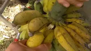 Colheita de banana na minha terrinha! #banana #chácara #viral #shortvideo #yotubeshorts 