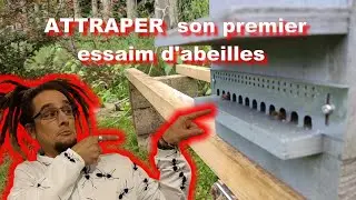 J'AI  ENFIN ATTRAPER mon Premier essaim (colonie) d'abeille dans une ruche piège.Apiculture. Medoc72