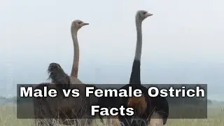 Male Vs Female Ostrich | Facts