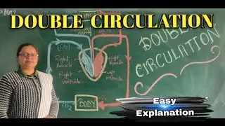 Double Circulation Explained: Pulmonary vs. Systemic Pathways (Biology).