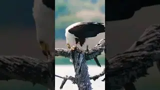 African fish eagle #africanfisheagle #fisheagle