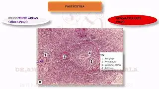 HISTOLOGY OF SPLEEN,WHITE PULP,RED PULP,MALPIGHIAN BODIES,SPLENIC CORDS OF BILLROTH,Stave cells