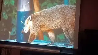 Dell M900HD LED Projector