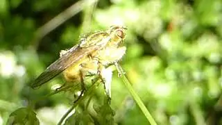 Yellow Dung Flies  - Scathophaga stercoraria - Sk&iacute;taflugur - Mykjufluga - Skord&yacute;r - Flugur