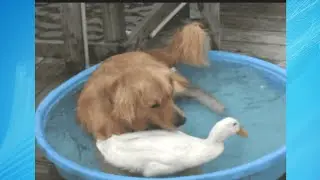 Funny Videos Compilation June 2021 |  Cutest and Funniest Golden Retrievers