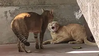Cat Fight Sound Effect || Angry Male Cats Fighting