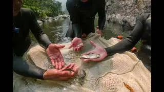 Amazing Comeback of the Klamath River Salmon