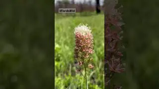 Osceola's plume doing it&rsquo;s thing! #florida #toxic #plant #shorts #botany #hike #outdoors #nature