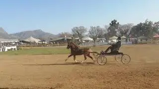 Welsh Pony Single Harness Championship - Over 5 years &mdash; Klein Nederburg Horse Show 2021 - Open Show