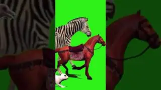 Green Screen Free Animal Stampede #stampede #greenscreen #animal