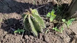 Pitayos🌵🌵ya sanaron el capado 