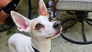 Hung out With Chief The Terrier Mix & His Family // He Had Hurt Paw