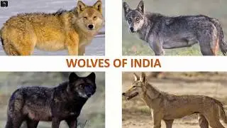 Wolves of India 🐺 🇮🇳 | Mammals | Indian Animals