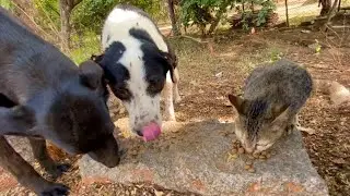 cats and dogs eating together will melt your heart @Dogoftheday