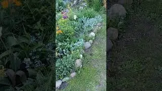 Время незабудок #цветы #сад #garden