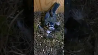 Blue Tit incubating eggs 🪺 #birds #nature #wildlife #birdwatching