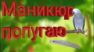 ПОПУГАЙ НА МАНИКЮРЕ/как правильно обрезать КОГТИ БОЛЬШОМУ ПОПУГАЮ