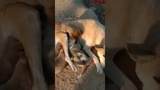 #shorts like kre follow kre dog baby k liy