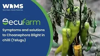 Choanephora Blight in Chilli - Symptoms & Treatment By WRMS (Telugu) | Smart Farming Solutions