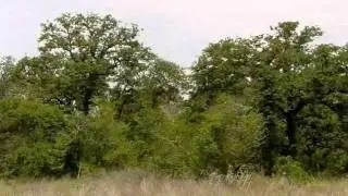Real estate for sale in La Vernia Texas - 791791