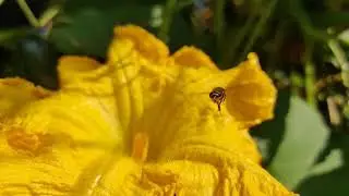 Oneplus 7t - Slow Motion - 240fps