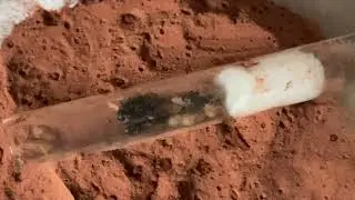 Ants-Expo First Born Nanitic Ants. Camponotus Pennsylvanicus Brood Boosted Starter Ant Colony 🤩
