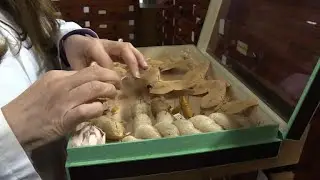 Algiers' insectarium: a precious tool to fight insect invaders