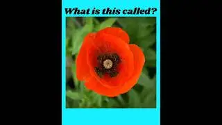 Different Types of Flowers #english #flowers #dailyenglish #flower #learnvocabulary #vocabulary