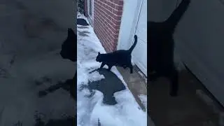 Fluffy Black Cat exploring the snow ❄️
