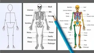 Skeleton Drawing | Human Skeleton Art | Easy Skeletal System Diagram | Biology Drawing Tutorial