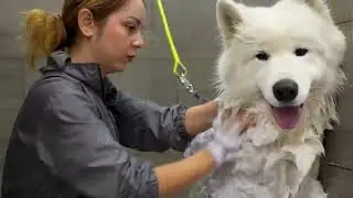 How to clean your dog (Tutorial)