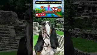 Где не съедят? #животные #юмор #собаки #собака #бассетхаунд #dog #dogs #humor #bassethound #animals