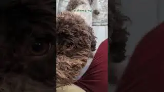 can I have a hug? #doglife #lagotto #lagottoromagnolo #weekend #hug #doglove