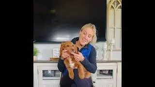 Willow - Harlow and King