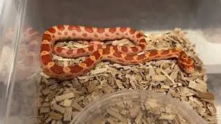 Available Cornsnakes (4/4) | Future-Morphs