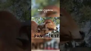Gir Bull PANDHERIYO, Sagwadi Bhavnagar|Full Details