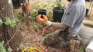 Kill BlackBerry Vines Permanently