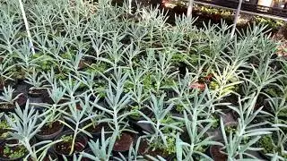 Senecio serpens blue chalks