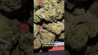 Gelato Cannabis: Smooth High or Overwhelming Experience? #shorts