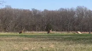 Pterodactyls at Trine Recreation Area
