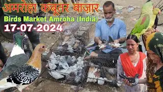 Amroha kabootar market 🕊️ 17-07-2024. अमरोहा कबूतर बाज़ार। Gola kabootar market. Bird market India.