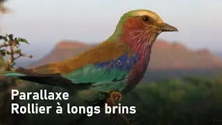 Rollier &agrave; longs brins - Parallaxe