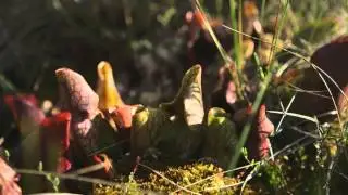 Peatlands (30 seconds)